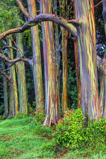 Rainbow Eucalytus Trees von Danita Delimont