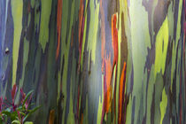 Rainbow Eucalytus Trees von Danita Delimont