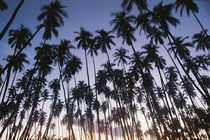 USA, Hawaii, Molokai, Palm Trees, Royal Kupuva Palm Grove at... von Danita Delimont