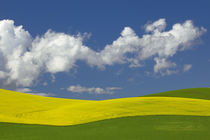 USA, Idaho, Idaho County, Canola and wheat fields von Danita Delimont