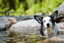 Happy Dog in Hot Springs, Jerry Johnson Hot Springs, Idaho von Danita Delimont