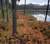 Autumn blueberries at Little Redfish Lake and Sawtooth Mount... by Danita Delimont