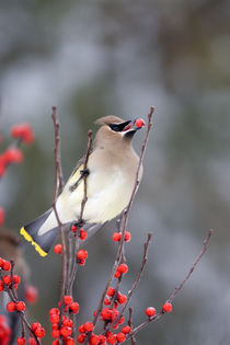 Cedar Waxwing eating Common Winterberry Marion Co by Danita Delimont