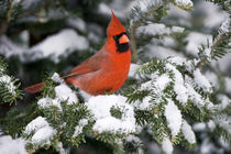 Northern Cardinal male in Balsam fir tree in winter, Marion Co von Danita Delimont