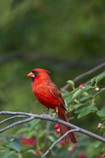 Northern Cardinal male in Serviceberry Bush Marion Co by Danita Delimont