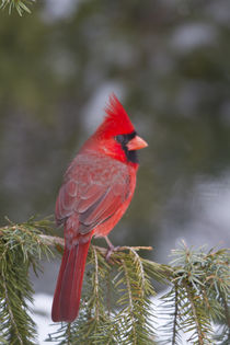 Northern Cardinal male in spruce tree in winter, Marion Co von Danita Delimont