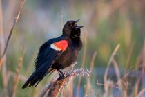 Red-winged Blackbird male singing, displaying in wetland Marion Co by Danita Delimont