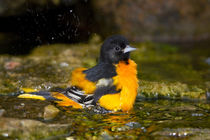 Baltimore Oriole male bathing, Marion Co by Danita Delimont