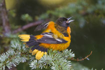 Baltimore Oriole male bathing in mist, Marion Co by Danita Delimont