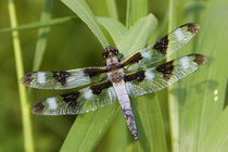Twelve-spotted Skimmer male near wetland, Marion Co von Danita Delimont