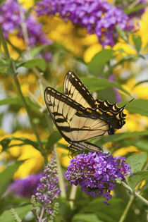 Eastern Tiger Swallowtail butterfly on Butterfly Bush Marion Co by Danita Delimont