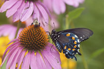 Pipevine Swallowtail Butterfly male on Purple Coneflower Marion Co by Danita Delimont