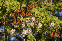 Monarch butterflies roosting in Eastern Red Cedar tree, Prai... von Danita Delimont