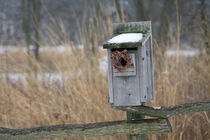 Bird, nest box with holiday wreath in winter, Marion, Illinois, USA. by Danita Delimont