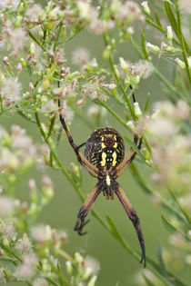 Black and Yellow Argiope spider von Danita Delimont
