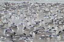 Canada Geese flock on frozen lake at sunrise, Marion, Illinois, USA. by Danita Delimont