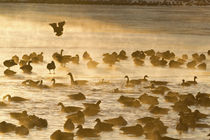 Canada Geese flock on frozen lake, Marion, Illinois, USA. by Danita Delimont