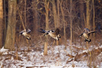 Canada Geese in flight and landing on frozen lake, Marion, I... by Danita Delimont