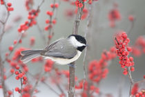 Carolina Chickadee in Common Winterberry in winter, Marion, ... by Danita Delimont