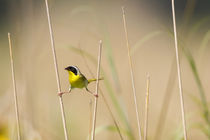 Common Yellowthroat male with food in prairie, Marion, Illinois, USA. by Danita Delimont
