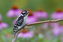 Downy Woodpecker male near flower garden, Marion, Illinois, USA. von Danita Delimont
