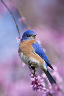 Eastern Bluebird male in Eastern Redbud in spring, Marion, I... von Danita Delimont