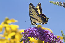 Eastern Tiger Swallowtail butterfly on Butterfly Bush, Mario... by Danita Delimont