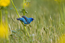 Indigo Bunting male on Butterweed, Marion, Illinois, USA. by Danita Delimont