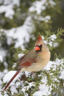 Northern Cardinal female in Juniper tree in winter Marion, I... by Danita Delimont