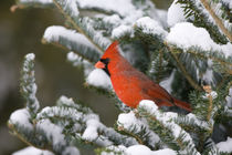 Northern Cardinal male in Balsam fir tree in winter, Marion,... by Danita Delimont