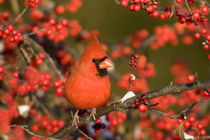 Northern Cardinal male in Common Winterberry in winter, Mari... by Danita Delimont
