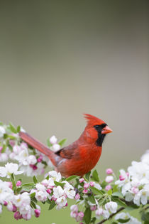 Northern Cardinal male in Crabapple tree in spring Marion, I... by Danita Delimont