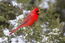 Northern Cardinal male in Juniper tree in winter Marion, Ill... by Danita Delimont