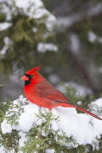 Northern Cardinal male in Juniper tree in winter Marion, Ill... by Danita Delimont