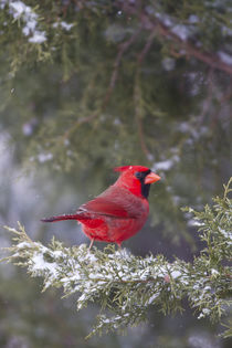 Northern Cardinal male in Keteleeri Juniper tree in winter, ... by Danita Delimont