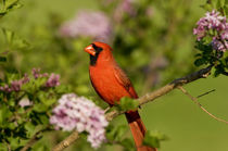 Northern Cardinal male in Lilac bush, Marion, Illinois, USA. by Danita Delimont