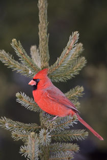 Northern Cardinal male in spruce tree, Marion, Illinois, USA. by Danita Delimont