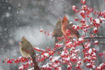 Northern Cardinals male and females in Common Winterberry in... by Danita Delimont