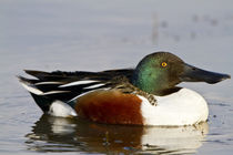 Northern Shoveler male in wetland, Marion, Illinois, USA. by Danita Delimont