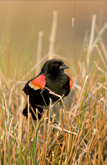 Red-winged Blackbird male singing, displaying in wetland Mar... von Danita Delimont