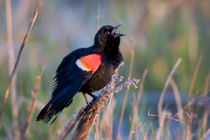 Red-winged Blackbird male singing-displaying in wetland Mari... by Danita Delimont
