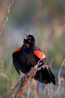 Red-winged Blackbird male singing-displaying in wetland Mari... by Danita Delimont