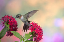 Ruby-throated Hummingbird male on Red Pentas by Danita Delimont