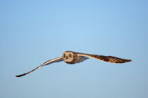 Short-eared Owl in flight at Prairie Ridge State Natural Are... by Danita Delimont