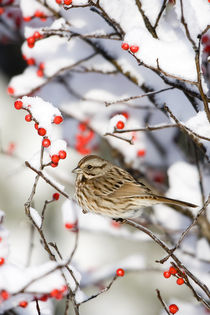 Song Sparrow in Common Winterberry in winter, Marion, Illinois, USA. by Danita Delimont