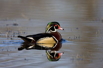 Wood Duck male in wetland, Marion, Illinois, USA. von Danita Delimont