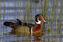 Wood Duck male in wetland, Marion, Illinois, USA. by Danita Delimont