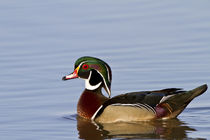 Wood Duck male in wetland, Marion, Illinois, USA. by Danita Delimont