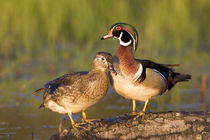 Wood Ducks male and female on log in wetland, Marion, Illinois, USA. by Danita Delimont