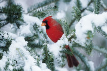 Northern Cardinal male in fir tree in winter, Marion, IL by Danita Delimont